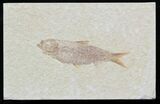 Knightia Fossil Fish - Wyoming #32840-1